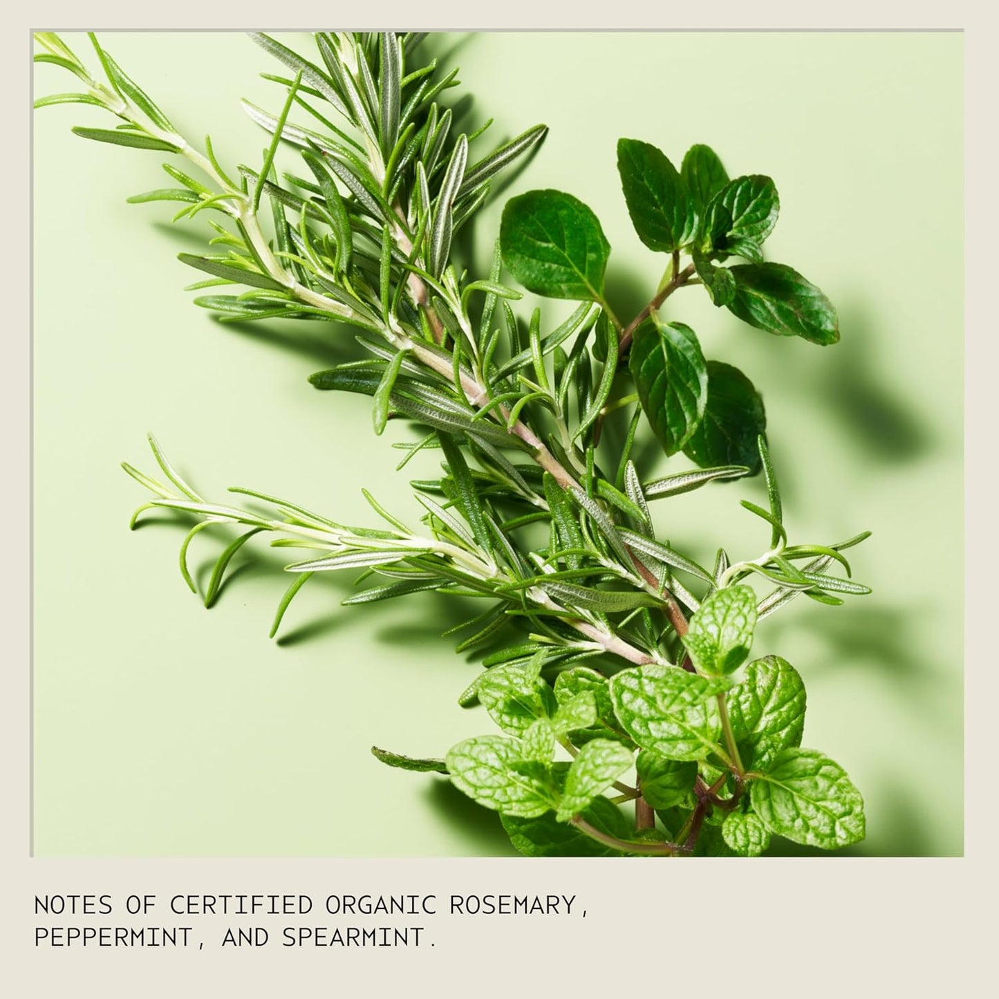 Aveda Rosemary Mint Purifying Shampoo 97% Naturally Derived