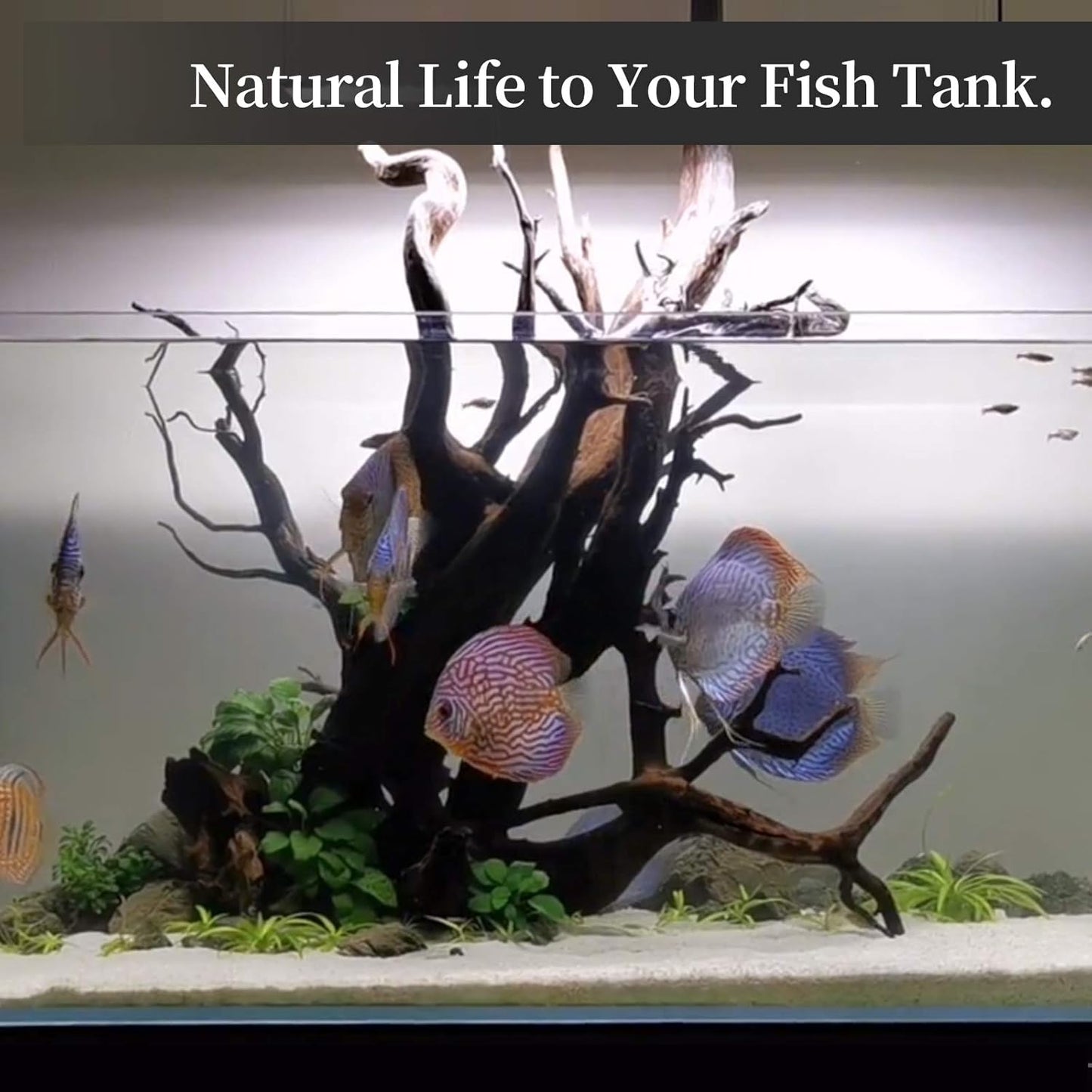 Majoywoo Natural Driftwood Aquarium and Reptile Decor Branches 3 Piece