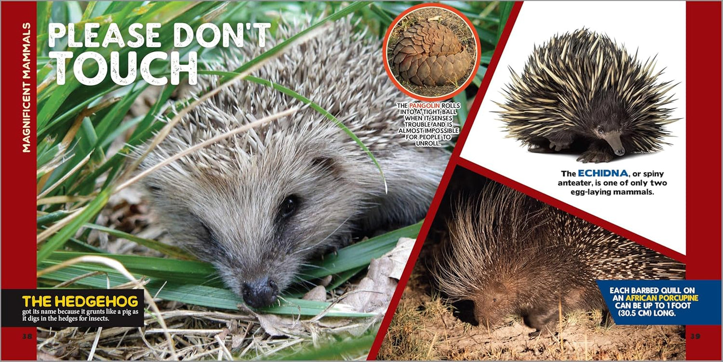 The Fascinating Animal Book for Kids 500 Wild Facts Children’s Book