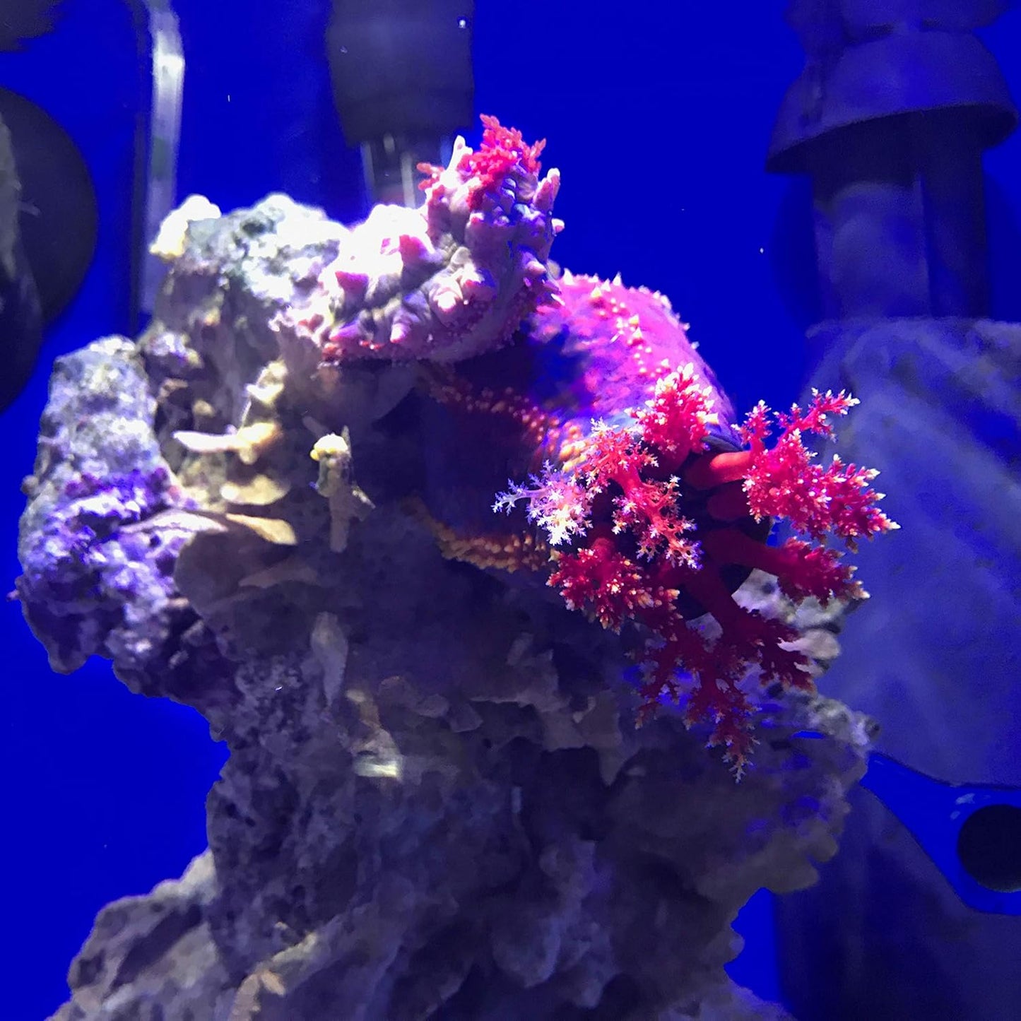 Seachem Prime Fresh and Saltwater Conditioner 500 ml