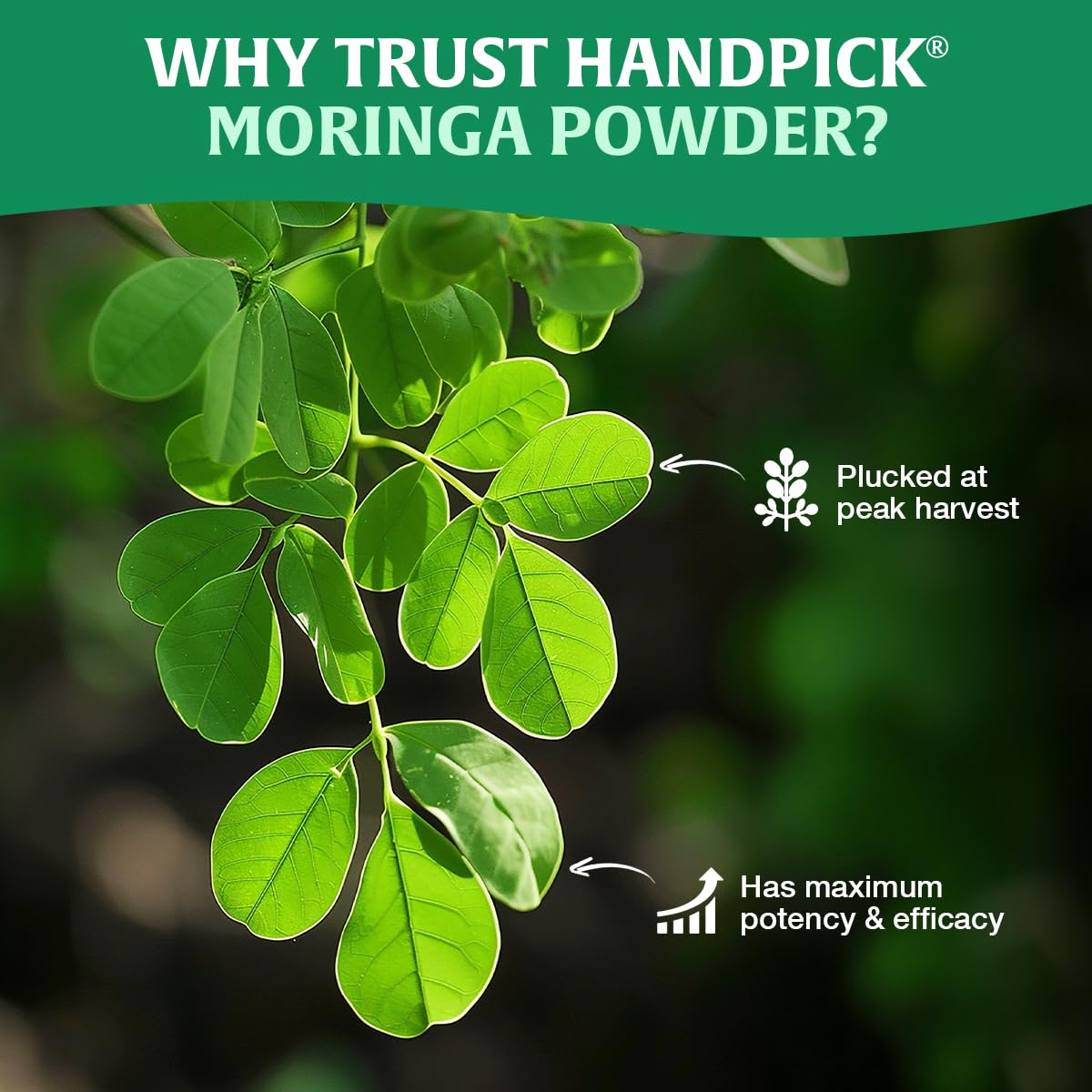 HANDPICK Organic Moringa Powder 397g Pure Leaf Gluten Free Non-GMO